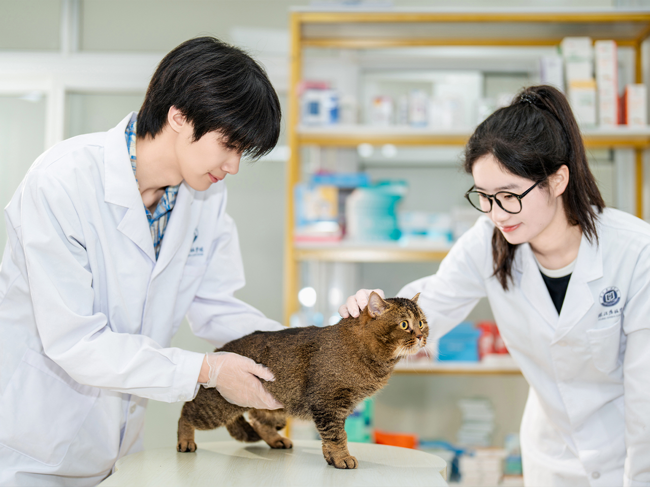 湖北恩施学院宠物医疗技术专业：产教融合育英才，职业发展启新程