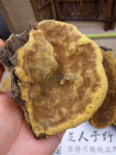 桑黄禁忌全解析与安全注意事项