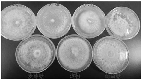 桑黄药用价值解析及临床应用功效