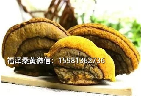 桑黄功效解析：天然药材的五大健康作用