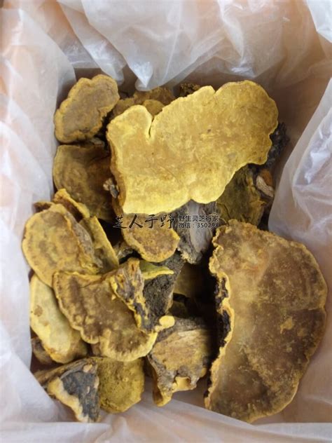 桑黄副作用与注意事项详解