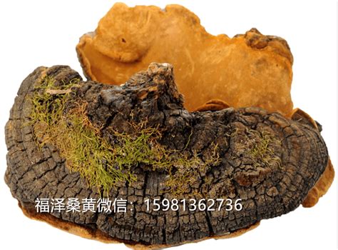 桑黄正确用法及保存技巧