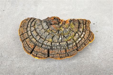 桑黄作用效果全面解析