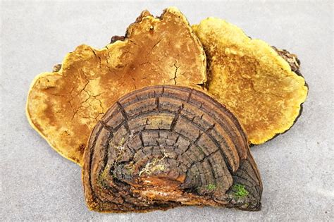 桑黄功效与作用详解