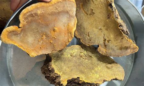 最新桑黄核心功效与食用实战技巧